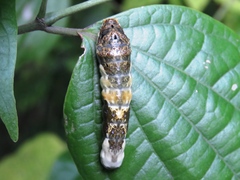 Heraclides thoas