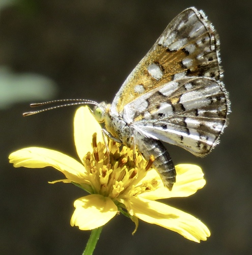 Mexican Metalmark