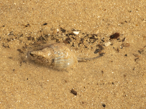 Nassarius livescens observed 2025-06-29