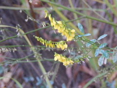 Melilotus officinalis