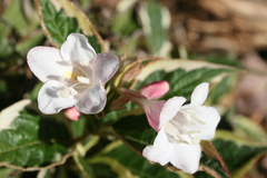 Weigela