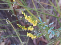 Melilotus officinalis