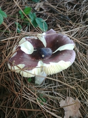 Russula caerulea