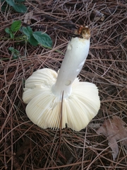 Russula caerulea