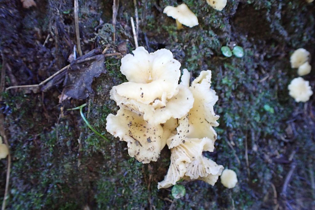 Cantharellus wellingtonensis · June 2025 · photo: © berardom (iNaturalist, cc-by)