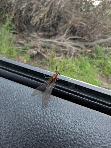 Emergent Mayfly photo 6
