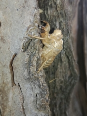 Cicada orni