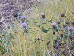 Trifolium pratense