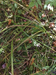 Carex scabrata