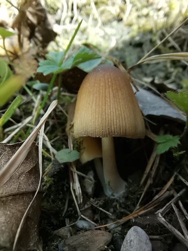 Glimmertintlinge