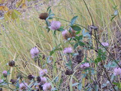 Trifolium pratense