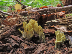 Phaeoclavulina echinovirens