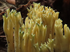 Phaeoclavulina echinovirens