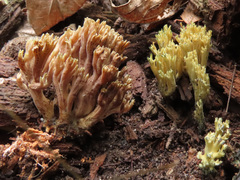 Ramaria apiculata