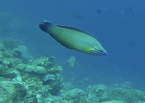 ゴシキキュウセン