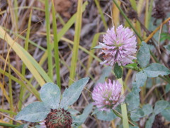 Trifolium pratense