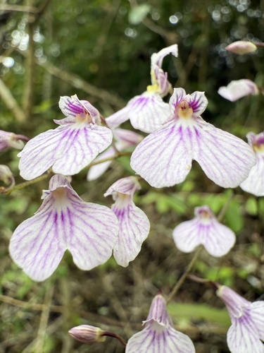 Ionopsis