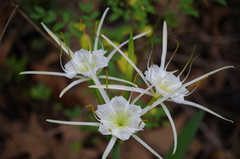 Hymenocallis liriosme
