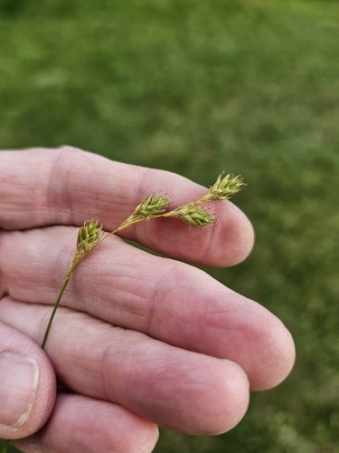 Carex foenea (Carex foenea)