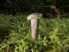 Ossicaulis lignatilis