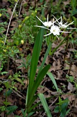 Hymenocallis liriosme