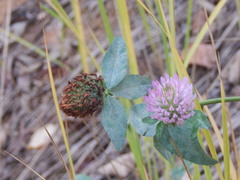 Trifolium pratense