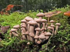 Ossicaulis lignatilis