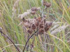 Arctium tomentosum