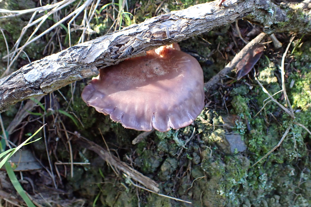 Collybia nuda · June 2025 · photo: © berardom (iNaturalist, cc-by)