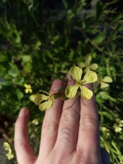 Raphanus raphanistrum landra