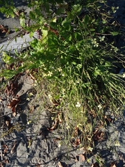 Raphanus raphanistrum landra