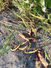 Raphanus raphanistrum landra