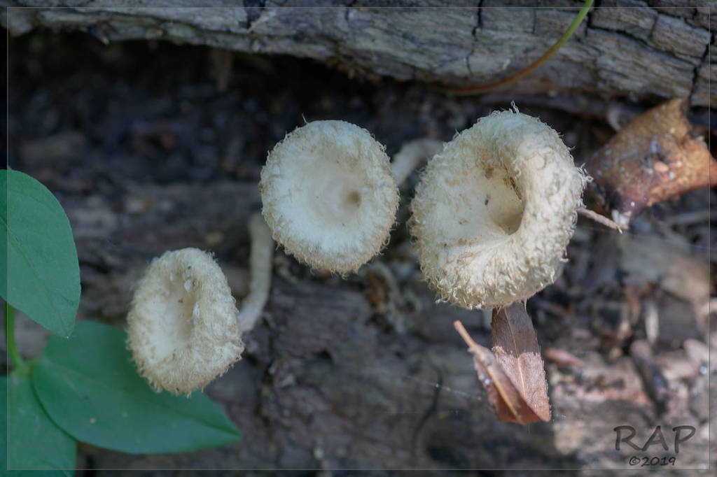 Lentinus crinitus · January 2017 · photo: © r-a-p (iNaturalist, cc-by)