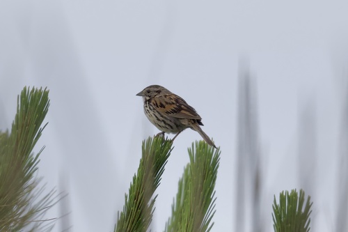 Sierra Madre Sparrow (Xenospiza baileyi), photo 4