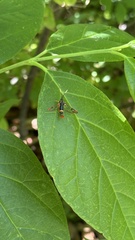 Synanthedon richardsi