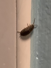 Porcellio scaber