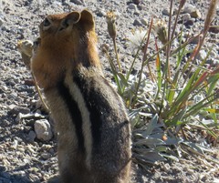 Raillardella argentea