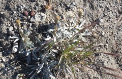 Raillardella argentea