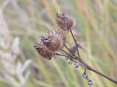 Arctium tomentosum