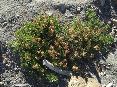 Penstemon davidsonii davidsonii