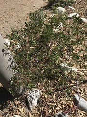 Arctostaphylos densiflora