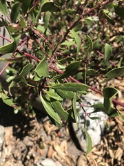 Arctostaphylos densiflora