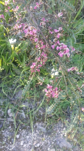 Indigofera adesmiifolia A.Gray
