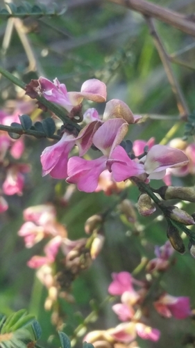 Image of Indigofera adesmiifolia by (c) Matthew Lincoln, some rights reserved (CC BY)