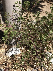 Arctostaphylos densiflora