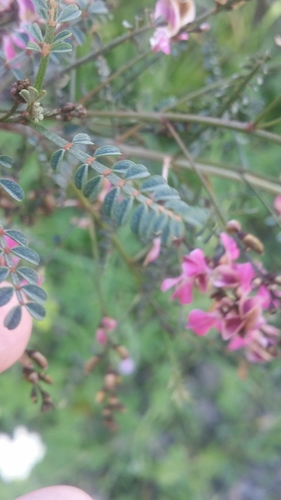 Image of Indigofera adesmiifolia by (c) Matthew Lincoln, some rights reserved (CC BY)