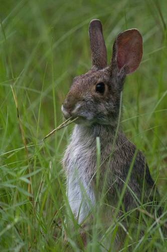 Swamp Rabbit (Sylvilagus aquaticus), a species recorded in Illinois