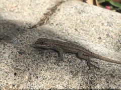 Sceloporus occidentalis