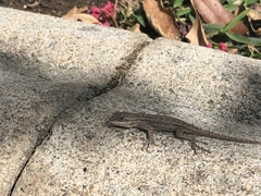 Sceloporus occidentalis