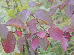 Cornus